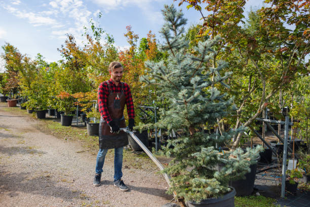 Best Tree Mulching  in , UT